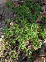 Chaerophyllum procumbens