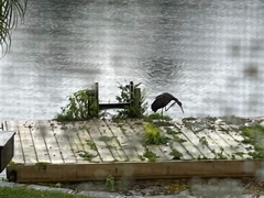 Aves