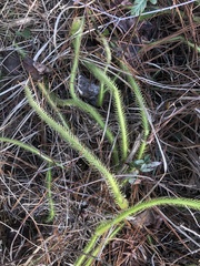 Lycopodiella