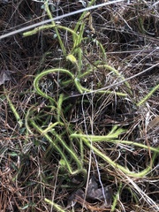 Lycopodiella