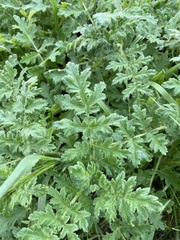 Phacelia ramosissima