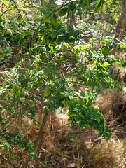 Genista monspessulana