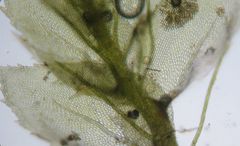 Dendrohypopterygium filiculiforme