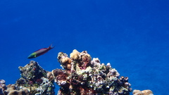 Thalassoma amblycephalus