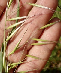 Avena barbata