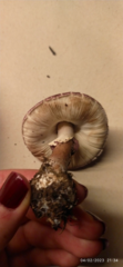 Leucoagaricus lilaceus