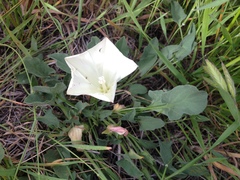 Calystegia subacaulis subacaulis
