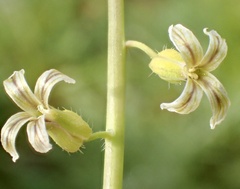 Caulanthus heterophyllus