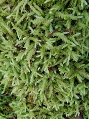 Plagiothecium undulatum