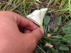 Calystegia subacaulis subacaulis