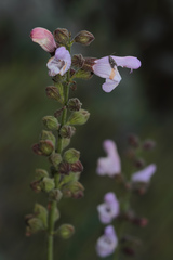 Salvia fruticosa