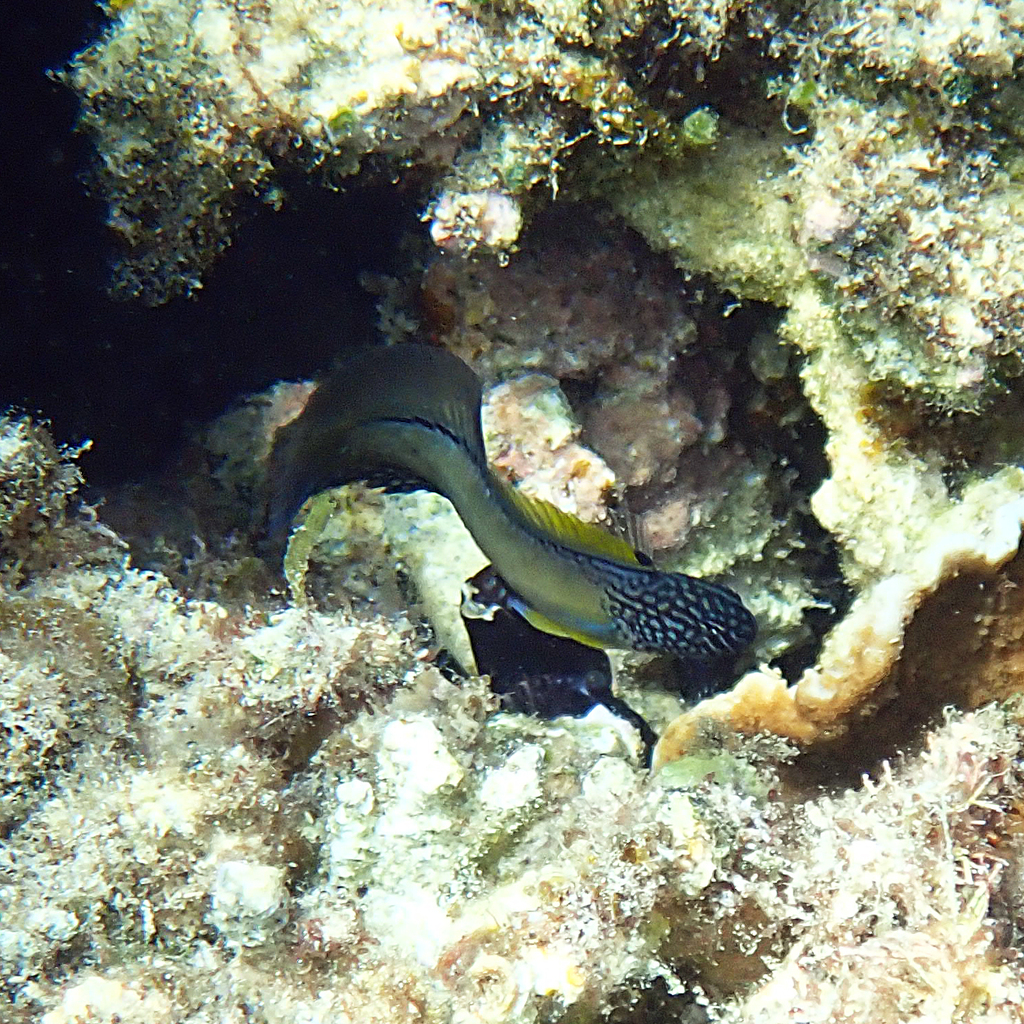 Black blenny (Enchelyurus ater) — Blenniidae