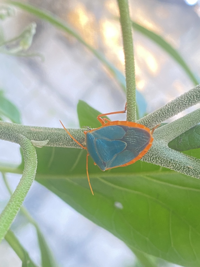 Red-bordered Stink Bug from Calle 29 a, Mérida, YUC, MX on February 5 ...