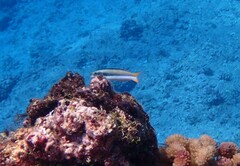 Thalassoma amblycephalus