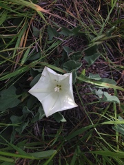 Calystegia subacaulis subacaulis