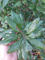 Morella caroliniensis