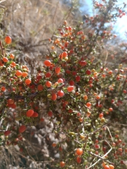 Condalia microphylla