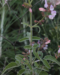 Salvia fruticosa