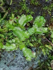 Asterella africana