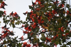 Erythrina variegata