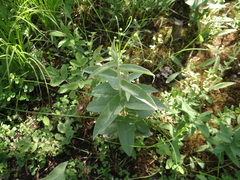 Calystegia spithamaea