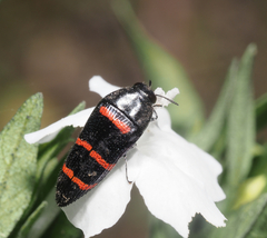 Acmaeodera trizonalis