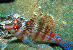 Cirrhitichthys falco