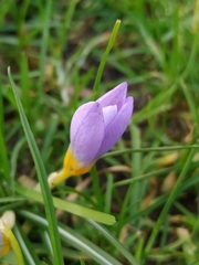 Crocus nivalis