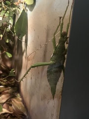Heteropteryx dilatata