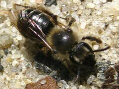 Andrena bradleyi