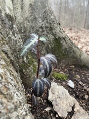 Chimaphila maculata
