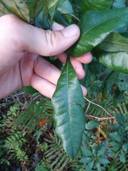 Morella caroliniensis