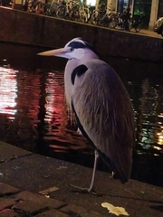 Ardea cinerea