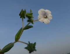 Trichodesma inaequale