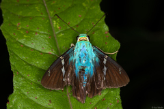 Astraptes fulgerator fulgerator