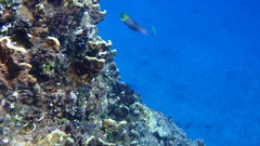 Thalassoma amblycephalus