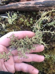 Cladonia furcata