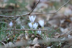 Crocus biflorus