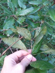 Morella caroliniensis