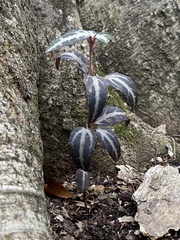Chimaphila maculata