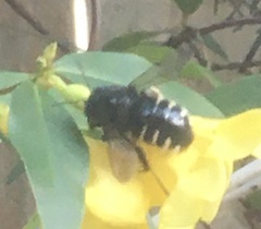 Xylocopa tabaniformis parkinsoniae
