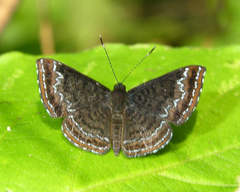 Calephelis velutina