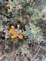 Bebbia atriplicifolia