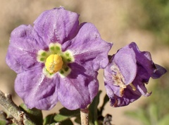 Solanum xanti