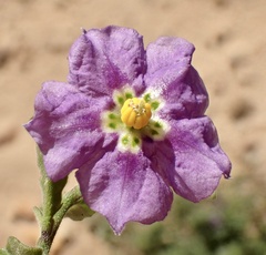 Solanum xanti