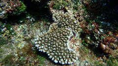 Acropora