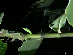 Oxybelis brevirostris