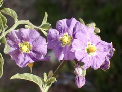 Solanum xanti