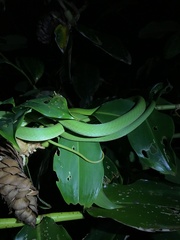 Oxybelis brevirostris