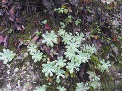 Sedum palmeri